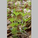Rubiaceae (marzanowate)