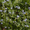 Myosotis sylvatica (niezapominajka leśna)