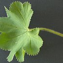 Alchemilla (przywrotnik)