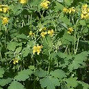 Chelidonium majus (glistnik jaskółcze ziele)