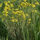Senecio (starzec)