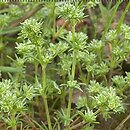 Scleranthus (czerwiec)