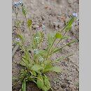 Myosotis stricta (niezapominajka piaskowa)