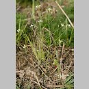 Arabidopsis thaliana (rzodkiewnik pospolity)