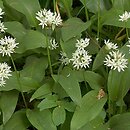 Allium ursinum (czosnek niedźwiedzi)