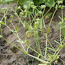 Valerianella (roszpunka)