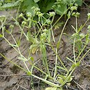 Valerianella locusta (roszpunka warzywna)