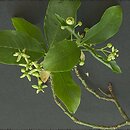 Euonymus europaeus (trzmielina zwyczajna)