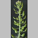 Lepidium campestre (pieprzyca polna)