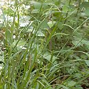 Carex sylvatica (turzyca leśna)