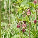 Geum (kuklik)