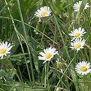 Bellis perennis (stokrotka pospolita)