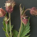 Geum rivale (kuklik zwisły)