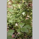 Geum urbanum (kuklik pospolity)