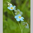 Myosotis (niezapominajka)