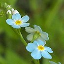 Myosotis palustris (niezapominajka błotna)