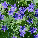 Campanula patula (dzwonek rozpierzchły)