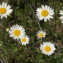 Leucanthemum ircutianum (jastrun zapoznany)