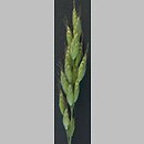 Bromus hordeaceus ssp. hordeaceus (stokłosa miękka typowa)