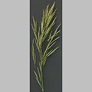 Bromus inermis (stokłosa bezostna)