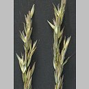 Arrhenatherum elatius (rajgras wyniosły)