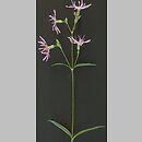 Lychnis (firletka)