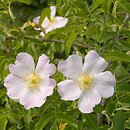 Rosa (róża)