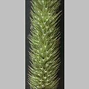 Phleum (tymotka)