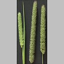 Phleum pratense s.str. (tymotka łąkowa s.str.)
