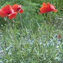 Papaveraceae (makowate)