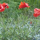 Papaver (mak)