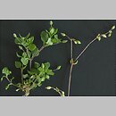 Stellaria media agg. (gwiazdnica pospolita agg.)