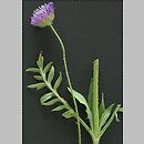 Knautia arvensis agg. (świerzbnica polna  agg.)