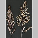 Holcus lanatus (kłosówka wełnista)