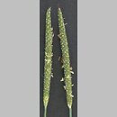 Alopecurus geniculatus (wyczyniec kolankowy)