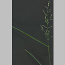 Poa nemoralis (wiechlina gajowa)