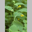 Impatiens (niecierpek)