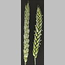 Triticum (pszenica)