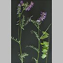 Vicia dasycarpa (wyka pstra)