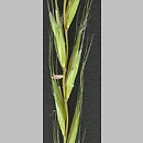 Elymus caninus (perz psi)