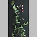 Lathyrus tuberosus (groszek bulwiasty)