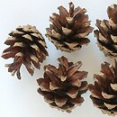 Pinus sylvestris (sosna zwyczajna)