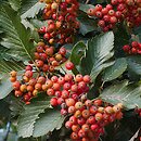 Sorbus intermedia (jarząb szwedzki)