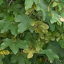 Acer campestre (klon polny)