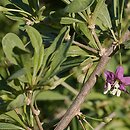 Lycium barbarum (kolcowój zwyczajny)