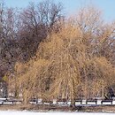 Salix ×sepulcralis (wierzba żałobna)