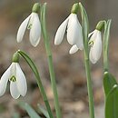 Galanthus (ścieżyczka)