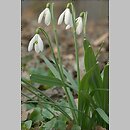 Amaryllidaceae (amarylkowate)