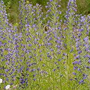 Echium vulgare (żmijowiec zwyczajny)