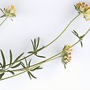 Anthyllis vulneraria (przelot pospolity)
